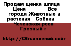 Продам щенка шпица.  › Цена ­ 15 000 - Все города Животные и растения » Собаки   . Чеченская респ.,Грозный г.